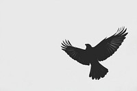 Simple background blackbird design backlighting.