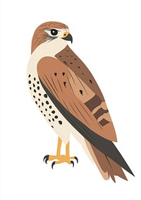 Kestrel illustration bird hawk.