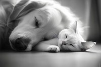 A golden retriever and a British shorthair cat photography sleeping animal.