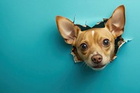 Dog peeking out dog blue wall.