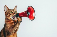 A Abbyssinian cat holding a megaphone animal photo pet.