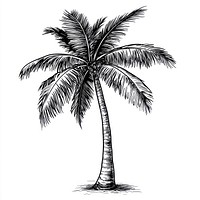 Coconut tree art drawing sketch.