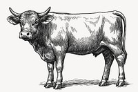 Cow livestock animal black vector