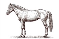 Horse sketch drawing vintage.