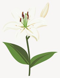 White lilly flower illustration lily art vector