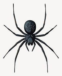 Widow spider illustration arachnid insect vector