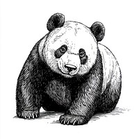 Panda art wildlife drawing.