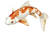 Fish fish illustration detailed.