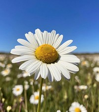 White daisy flower beautiful outdoors nature.