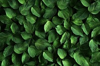 Nature-inspired aesthetic leaves green leaf.