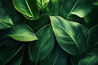 Nature-inspired aesthetic green leaf background.