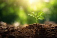 Green sprout growing nature plant soil.