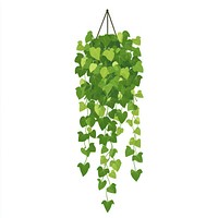 Long hanging ivy illustration leaves plant.