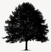 Beech tree silhouette illustration black vector