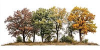 Group of different trees autumn landscape nature.