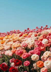 Carlsbad Flower Fields flowers ranunculus outdoors.