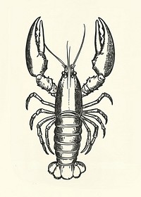 Lobster seafood invertebrate illustration.