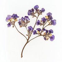 Limonium flowers pressed dried.