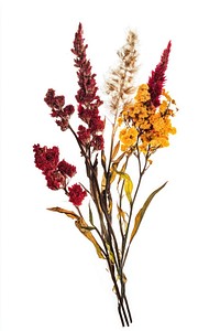 Celosia flowers dried amaranthaceae.