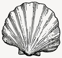 Shell seashell invertebrate illustration vector