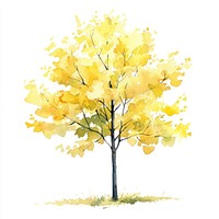 Ginkgo tree illustration watercolor painting.