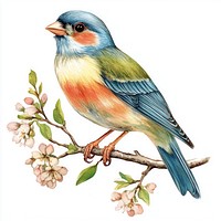 Summer bird colors illustration springtime.