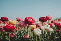 Carlsbad Flower Fields flowers ranunculus outdoors.