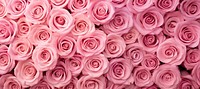 Real pink rose background roses flower petals.