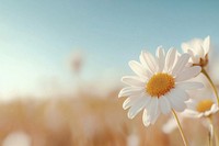 Flower nature daisy sky.