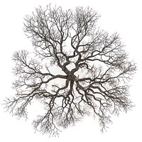 Drying tree illustration illustrated symmetrical.