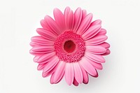 Beautiful pink gerbera flower petals daisy.