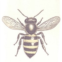 Bee illustration insect invertebrate.