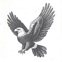 Eagle illustration bird art.