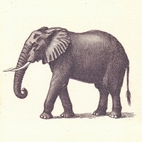 Elephant illustration wildlife animal.