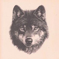 Wolf illustration drawing animal.