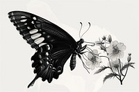 Butterfly with flowers illustration drawing white.