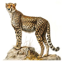 A cheetah wildlife animal art.