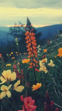 Colorful flowers landscape outdoors mountain.