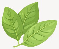 Basil leaf leaves illustration plant  vector