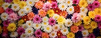 Flowers wall background flowers arrangement petal.