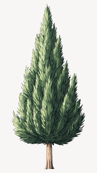 Cypress tree illustration christmas evergreen  vector