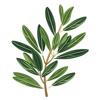 Olive leaves leaf illustration plant.