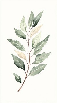 Maple leaf branch leaves illustration botanical.