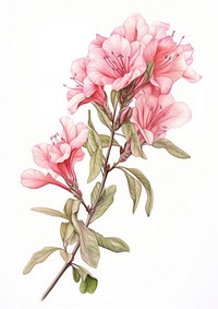 Azalea branch art illustration botanical.