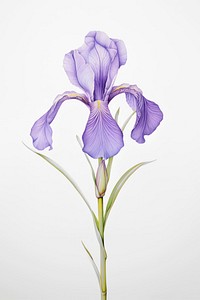 Iris branch illustration botanical flower.