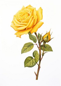 Yellow rose branch illustration botanical drawing.