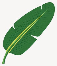 Green banana leaf illustration tropical vector vector