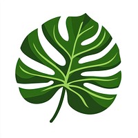 Green wavy big leaf illustration tropical botanical.