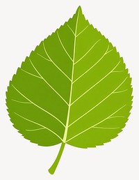 Beech leaf illustration green eco-friendly vector