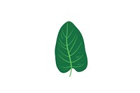 Tropical leaves leaf illustration nature.